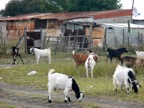 Shacks 8