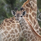 Entabeni Game Farm 229 giraffe