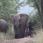 Entabeni Game Farm 097 Elephant