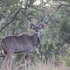 Kudu 04