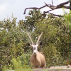 Gemsbok 01