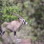 Gemsbok 05