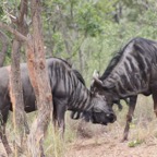 Entabeni Game Farm 218 Wildebeest