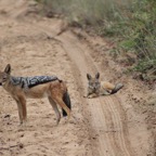 Entabeni Game Farm 115 Jackal