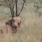 Entabeni Game Farm 120 Lion