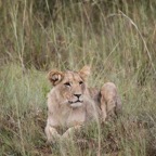 Entabeni Game Farm 125 lion