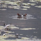 Entabeni Game Farm 182 Hippo